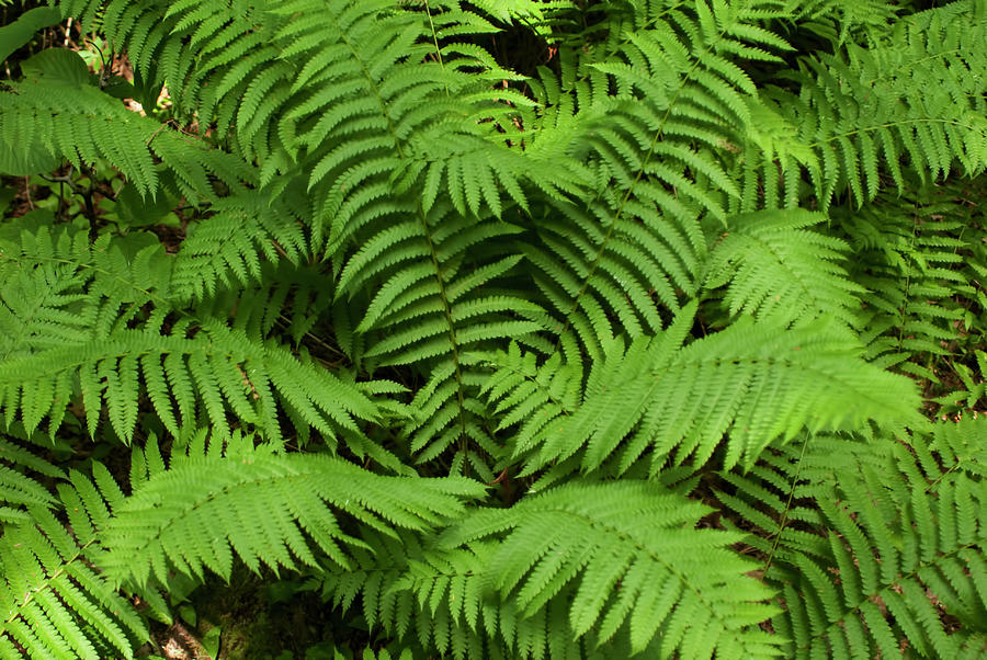 Fronds Photograph by Chris Washburn - Fine Art America