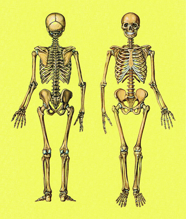 Halloween Drawing - Front and Back Views of a Skeleton by CSA Images