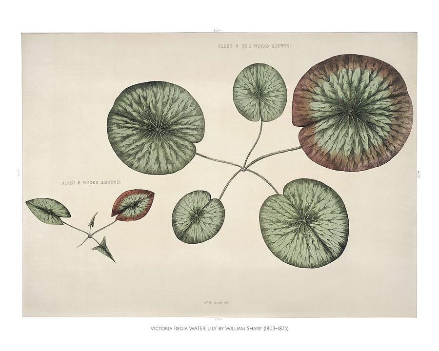 Front Piece Of A Young Gigantic Water Lily  Victoria Regia  By William Sharp  1803 1875 Painting