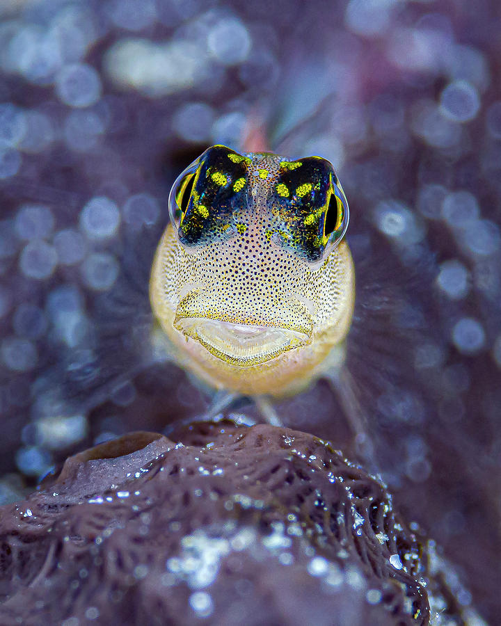 Front View Of A Colletes Blenny Photograph by Bruce Shafer