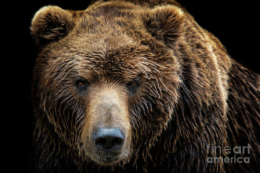 Front View Of Brown Bear Isolated Photograph by Xtrekx