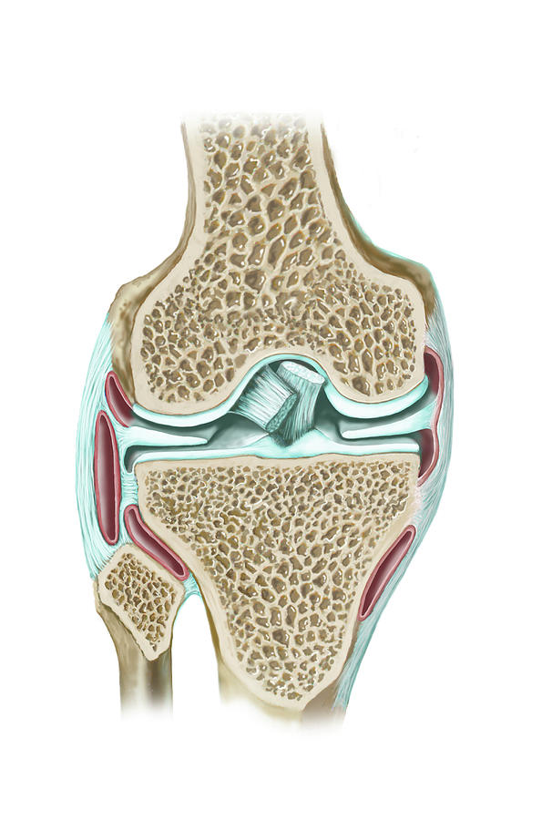 Front View Of Knee Section To Show Photograph by Elise Walmsley Mac-Wha