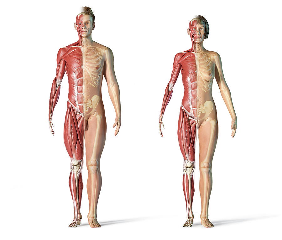 Front View Of Male And Female Muscle Photograph by Leonello Calvetti