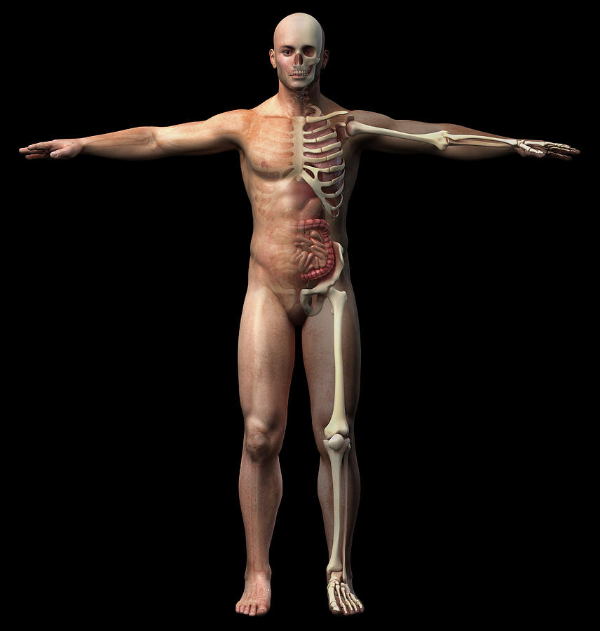 Front View Of Male Skeletal Photograph by Leonello Calvetti