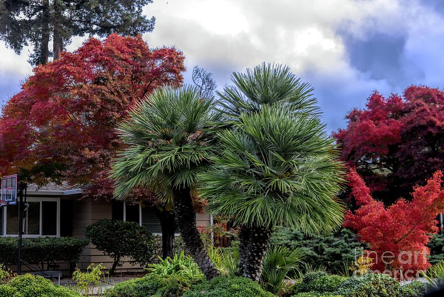 Front yard Landscape Fall Colors  Photograph by Chuck Kuhn