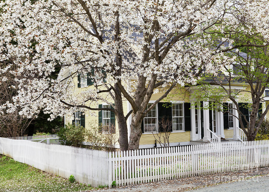 Front Yard Magnolia Blossoms Photograph by Alan L Graham