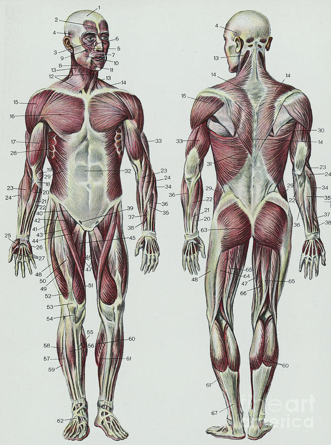 Frontal And Rear View Of Muscular System Photograph by Bettmann