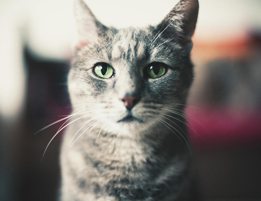 Frontal Cat Portrait Photograph by Ineke Kamps