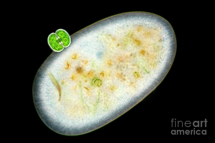 Frontonia Sp. Protist With Algae Photograph by Frank Fox/science Photo Library