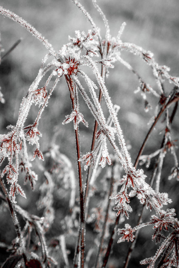 Frost And Red Photograph by Greg and Chrystal Mimbs