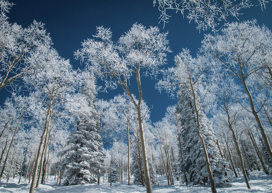Winter Photograph - Frost And Snow Covered Trees, Colorado by Karen Desjardin