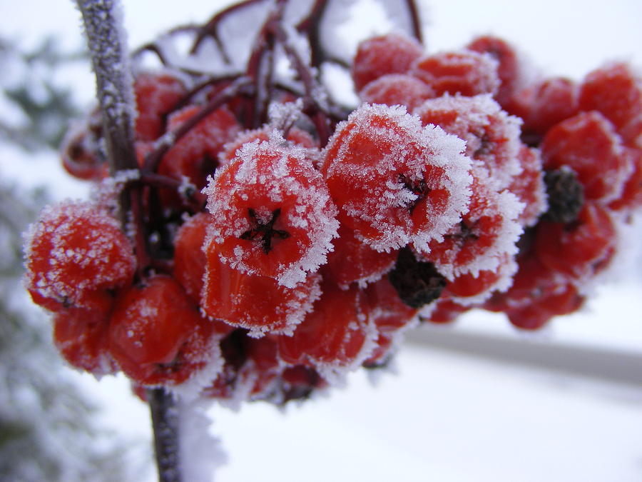 Frost Berries Photograph by Elizabeth Larson - Fine Art America