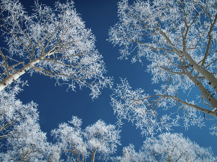 Nature Photograph - Frost-covered Aspen Trees by Karen Desjardin