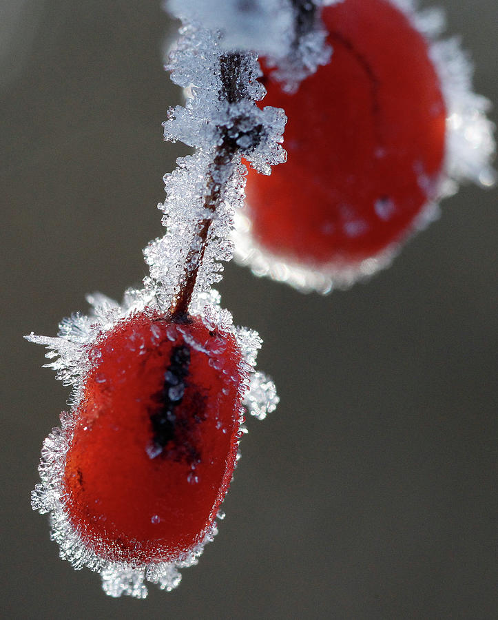 Frost Covered Berries Are Seen Photograph by Phil Noble - Fine Art America