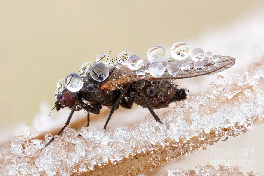 Frost-covered Fly Photograph by Ozgur Kerem Bulur/science Photo Library
