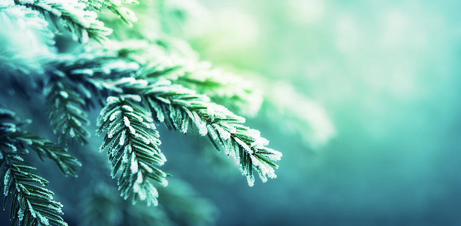 Frost-covered Spruce Tree Branch Photograph by Magdasmith