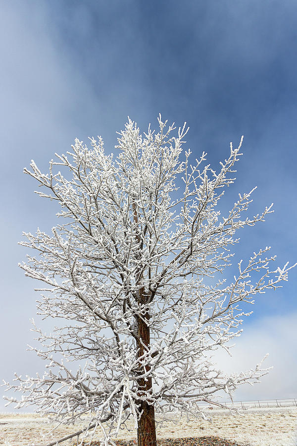 Frost Covered Tree Photograph by Amy Sorvillo