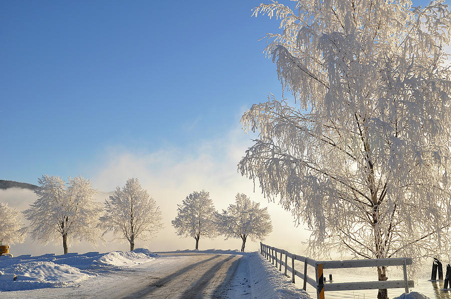Frost Covered Trees Photograph by Ingunn B. Haslekaas
