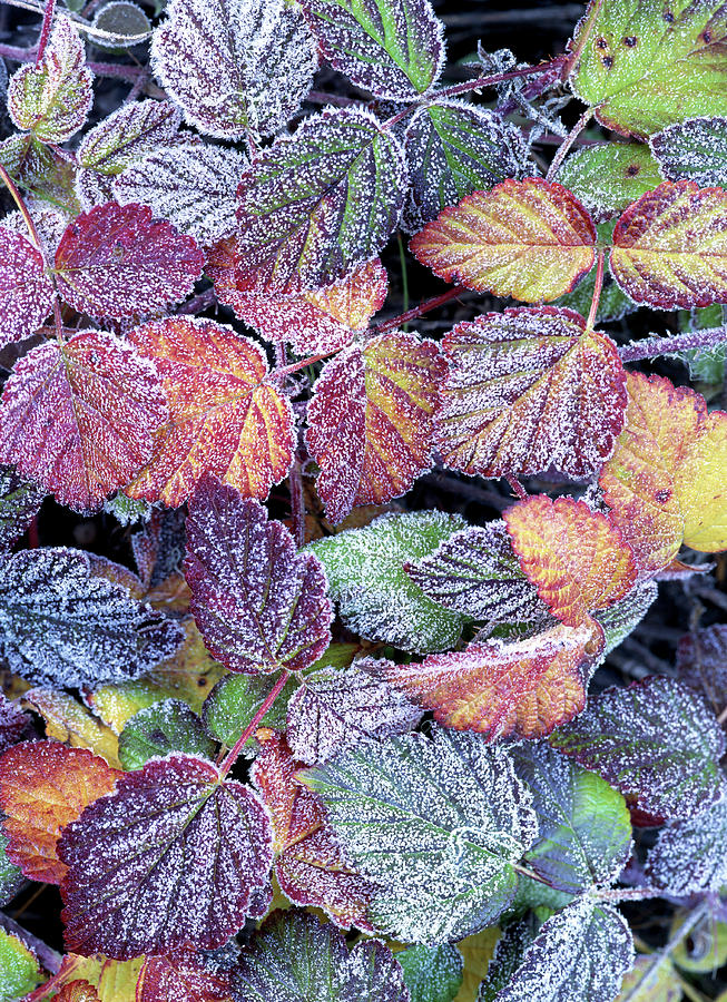 Frost Covered Wild Strawberry Leaves Photograph by Stuart Westmorland
