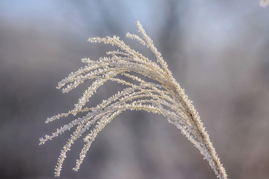 Frost Crystals Photograph by Dawn Richards