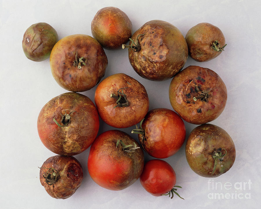 Frost-damaged Tomatoes Photograph by Astrid & Hanns-frieder Michler/science Photo Library