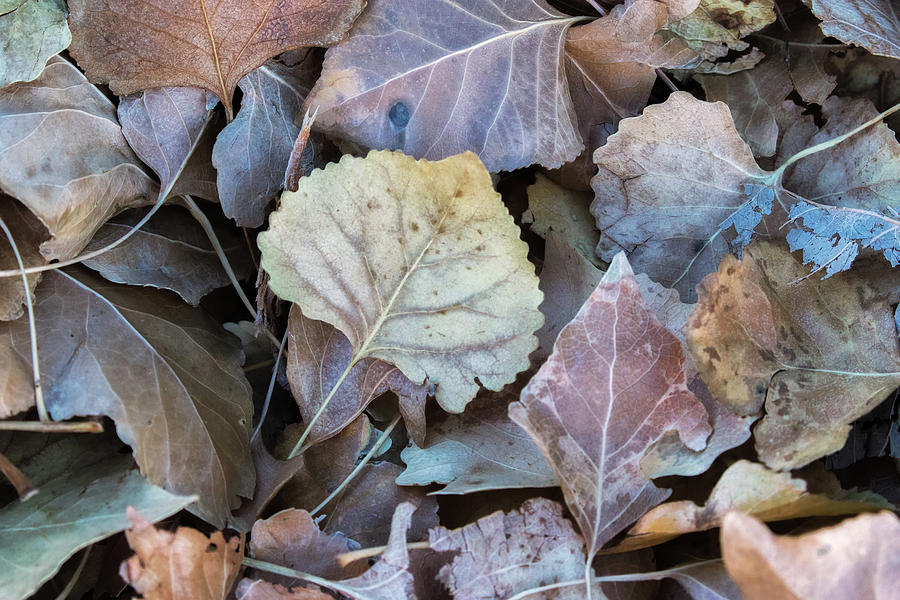 Frost Fall leaves Photograph by Cindy Archbell