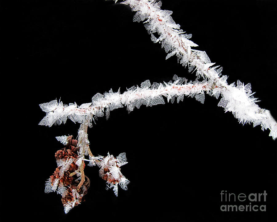 Frost ice crystals shrub branch Photograph by Robert C Paulson Jr