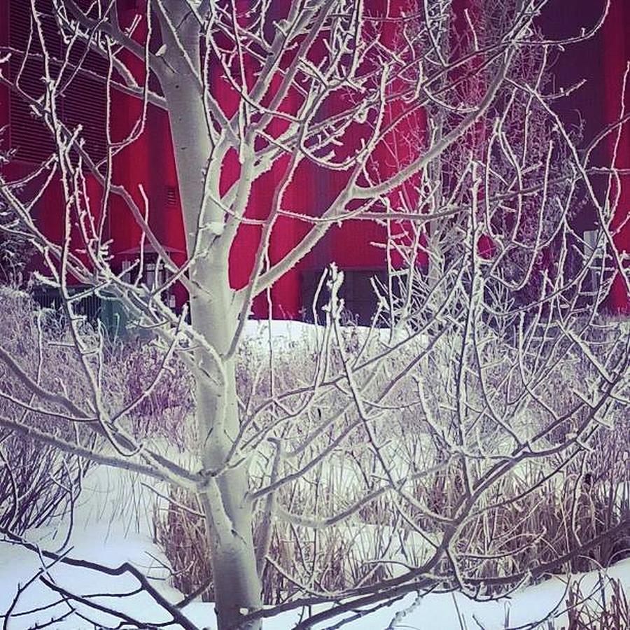 Winter Photograph - Frost by Johanna Wray