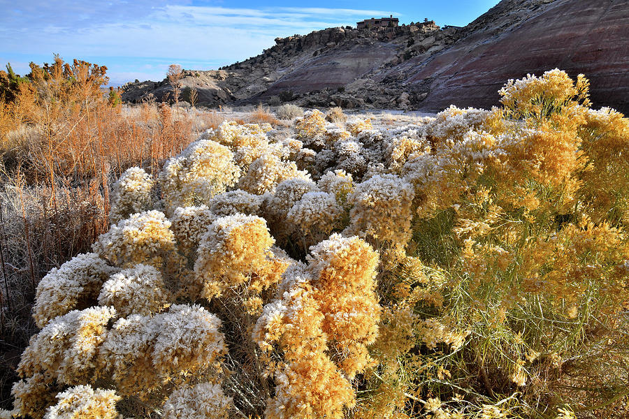 Frost on Beautiful Rabbit Brush near Ruby Mountain Photograph by Ray Mathis