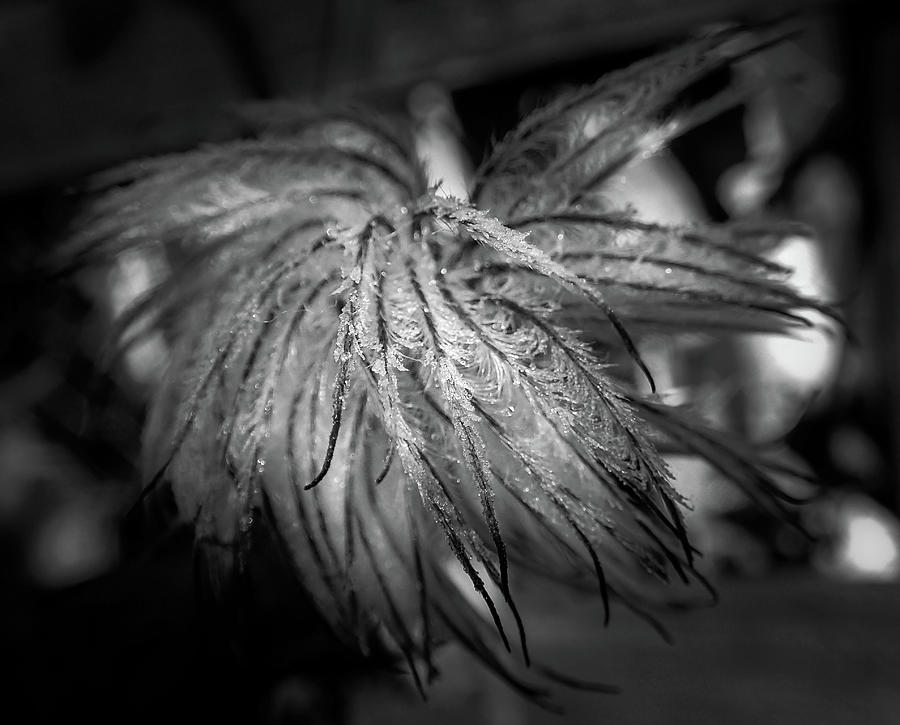 Frost On Clematis In Black and White Photograph by Greg and Chrystal Mimbs