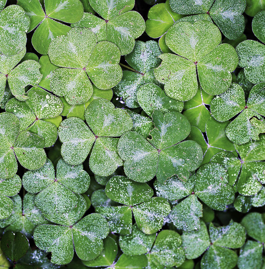 Frost On Clovers, Overhead View Photograph by Ryan Mcvay