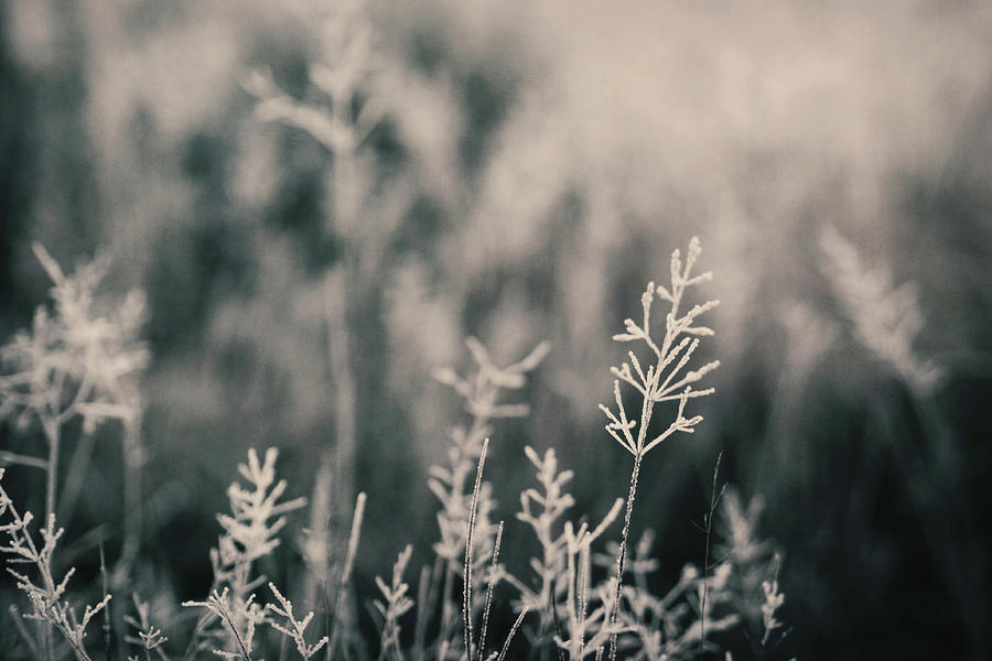 Frost On Grasses, London Photograph by Kirstin Mckee