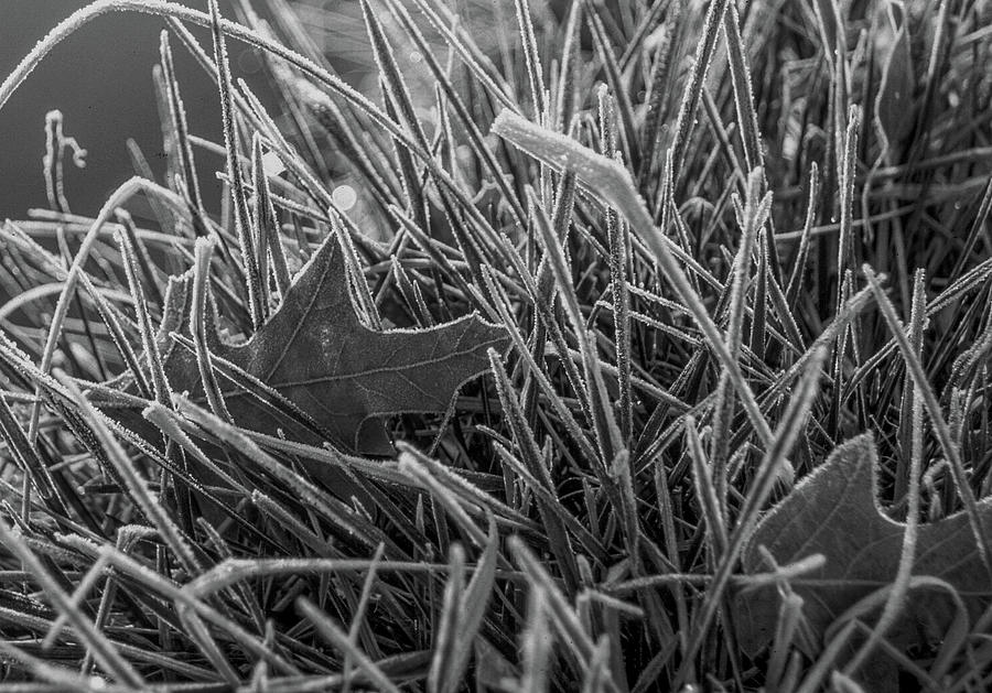 Frost on Leaf Photograph by James C Richardson