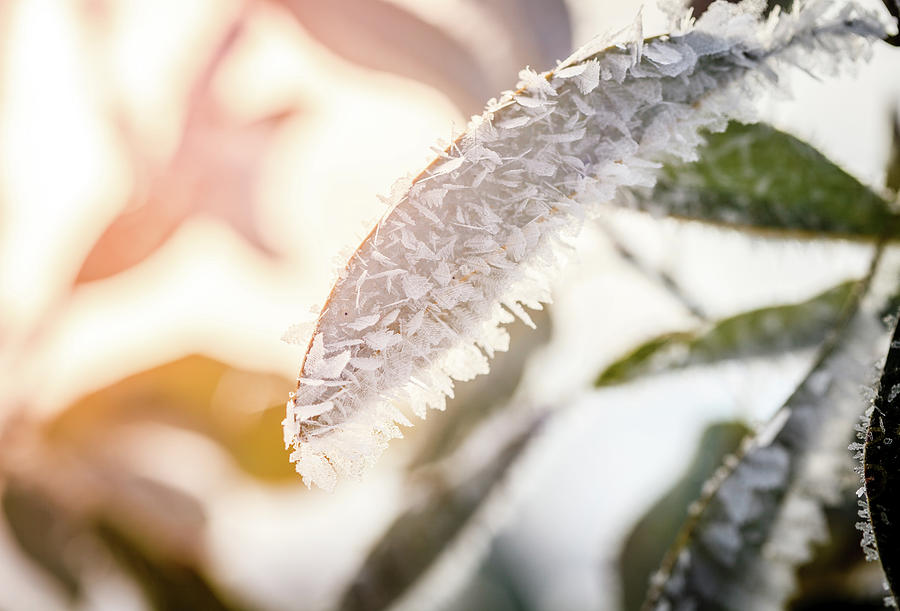 Frost On Leaves Photograph