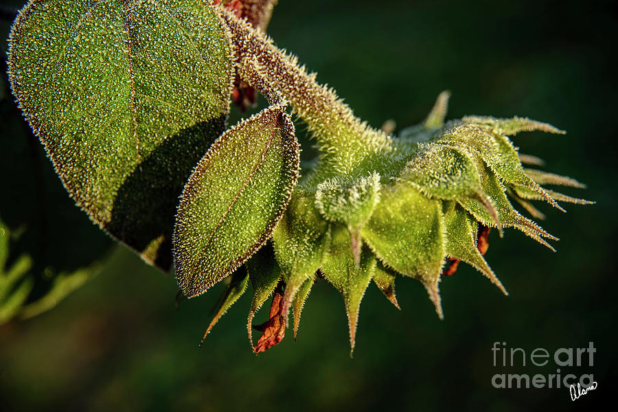 Frost On Sunflower Photograph