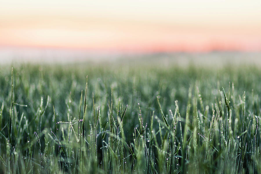 Frost On Tall Grass In Field Photograph by Manuel Sulzer