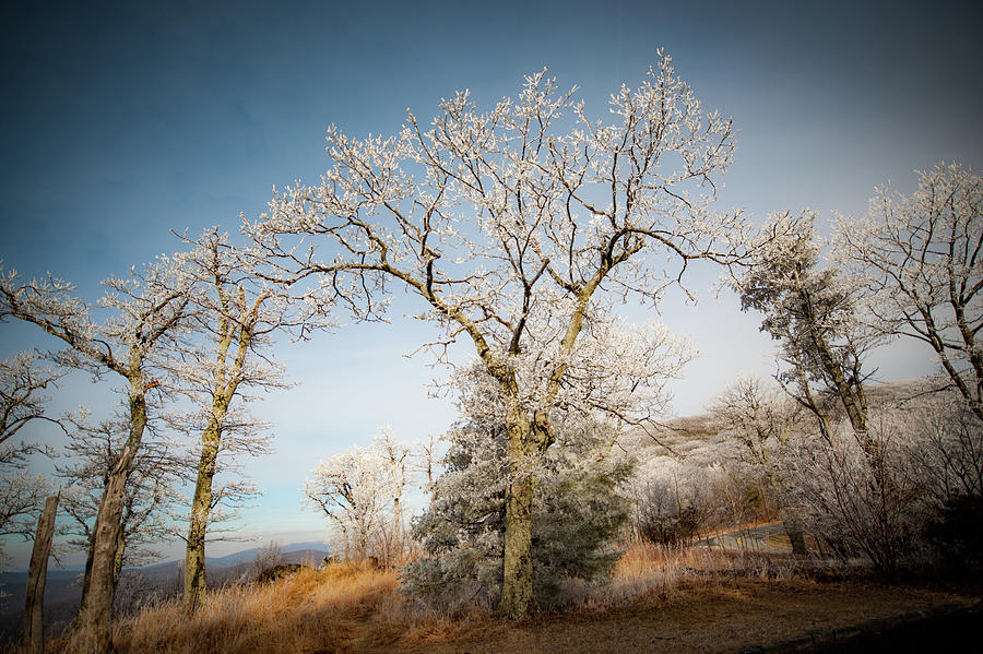 Frost on the Mountain Photograph by Mark Duehmig