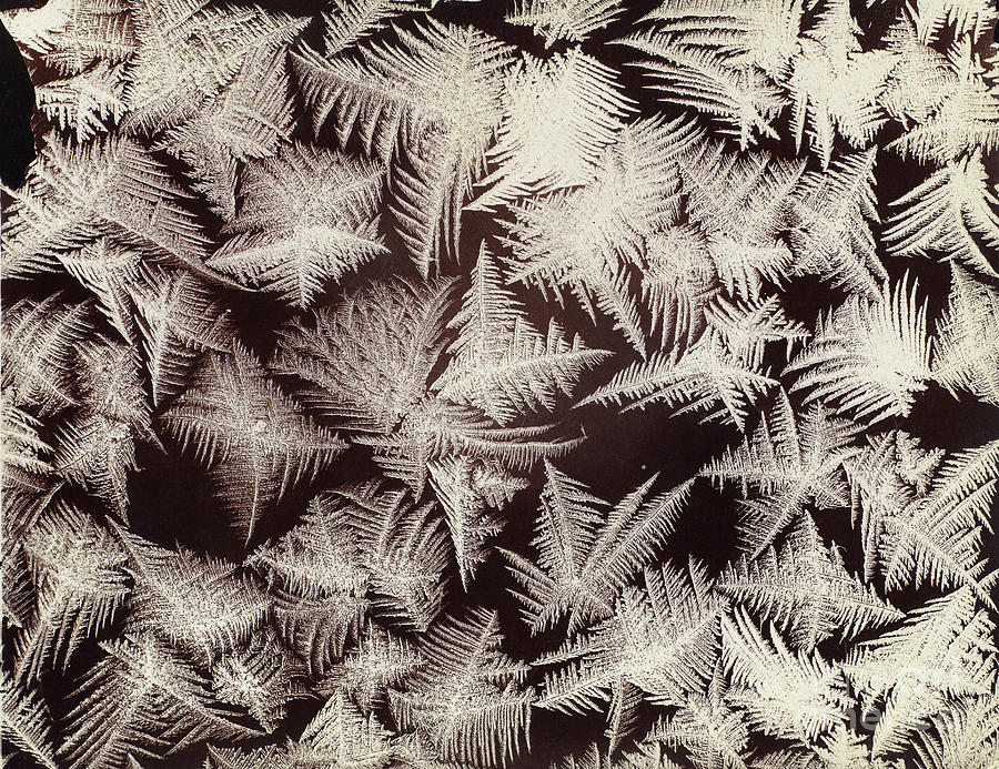 Frost Patterns Photograph by Metropolitan Museum Of Art/science Photo Library