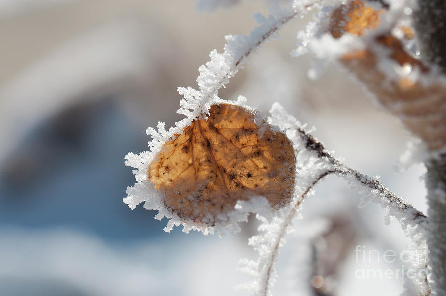 Frosted Aspen Leaf Photograph by Julia McHugh