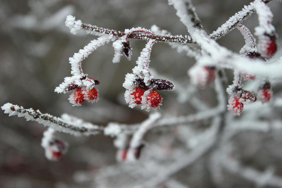 Frosted berries Photograph by Jean Evans
