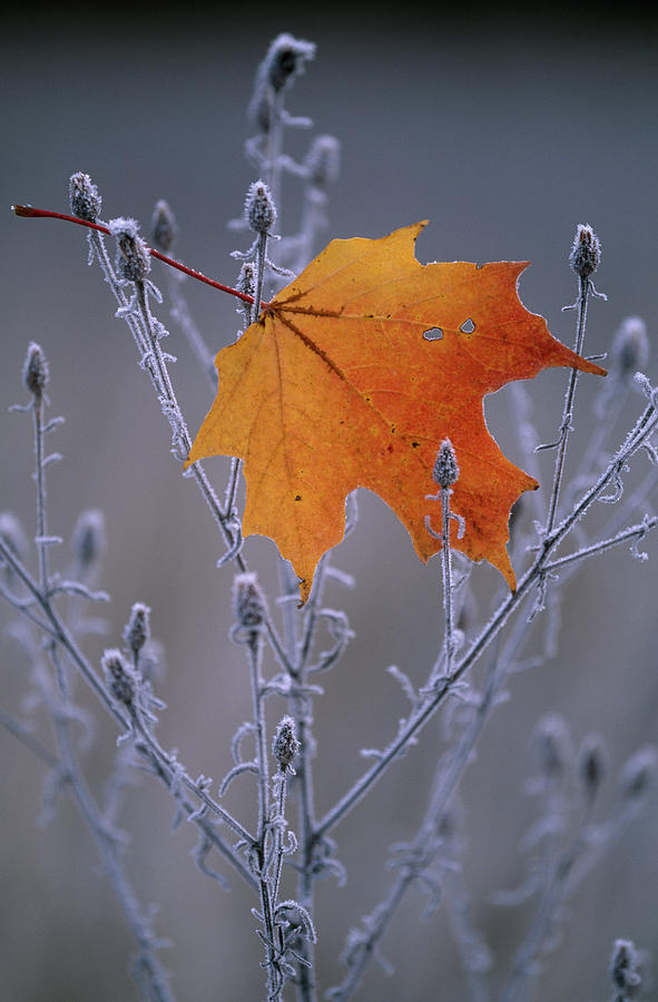 Frosted Knapweed  With Sugar Maple Leaf Photograph by Nhpa
