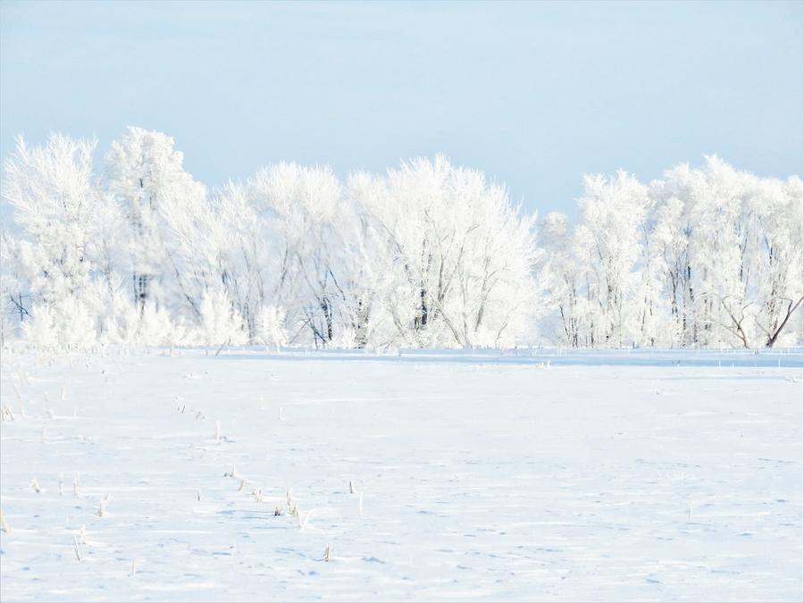 Frosted Landscape  Photograph by Lori Frisch