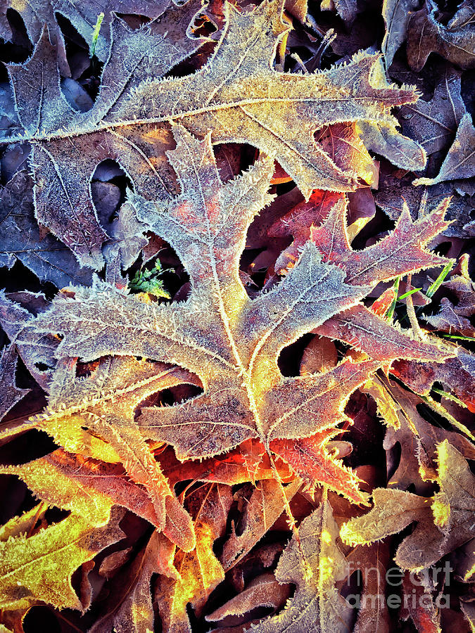 Frosted Leaves Photograph by Kerri Farley