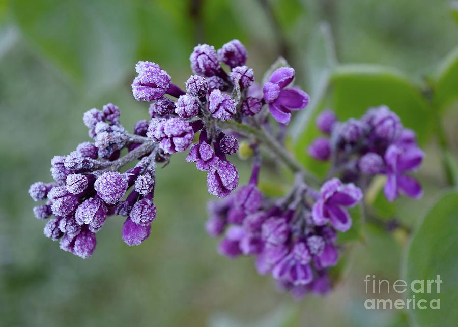 Frosted Lilac Photograph by James Lloyd