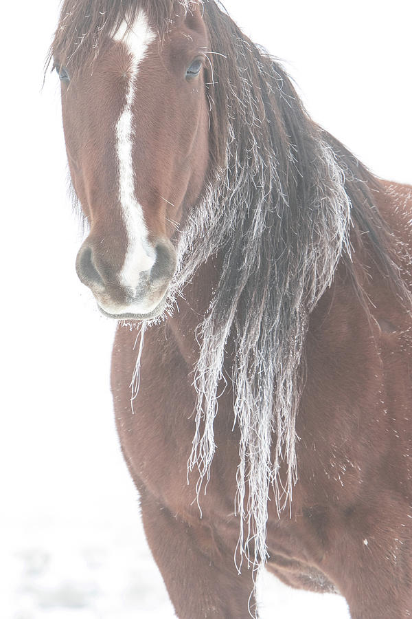 Frosted Mare Photograph by Kent Keller