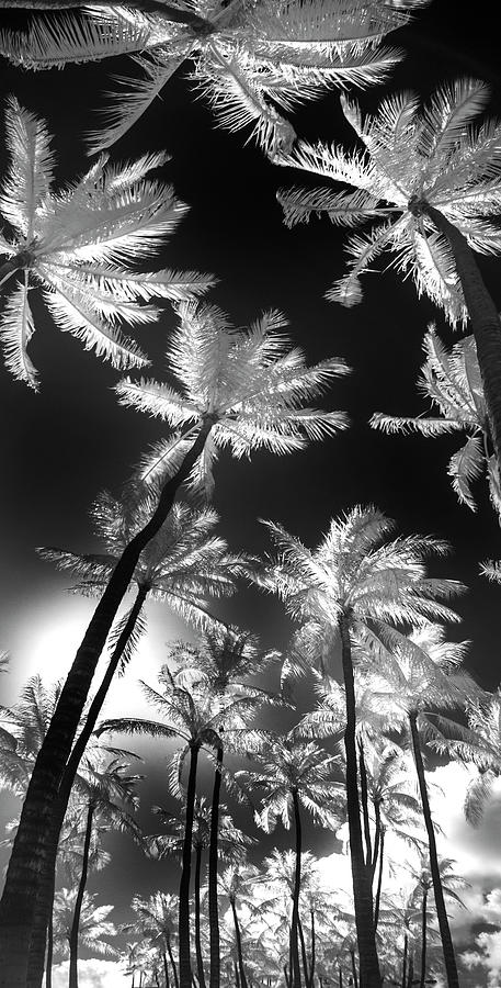 Frosted Palms Photograph by Sean Davey