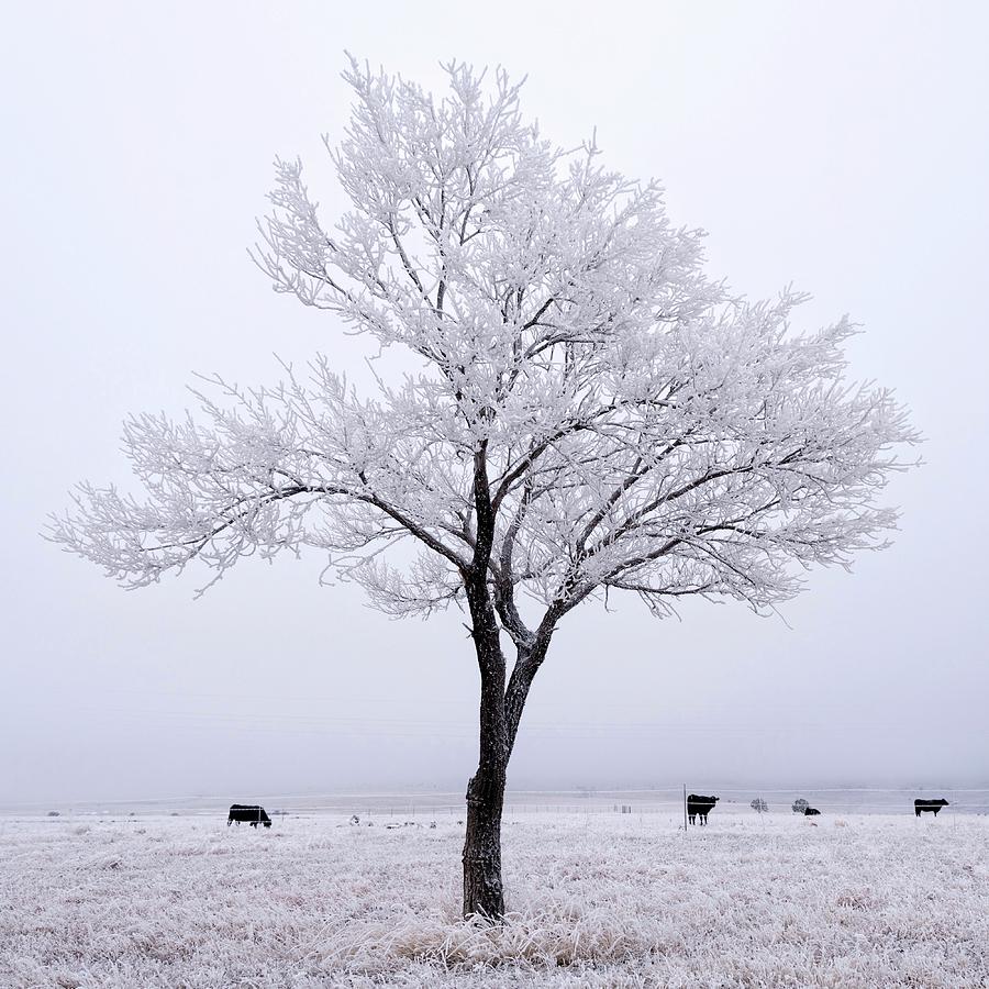 Frosted Photograph by Rand Ningali