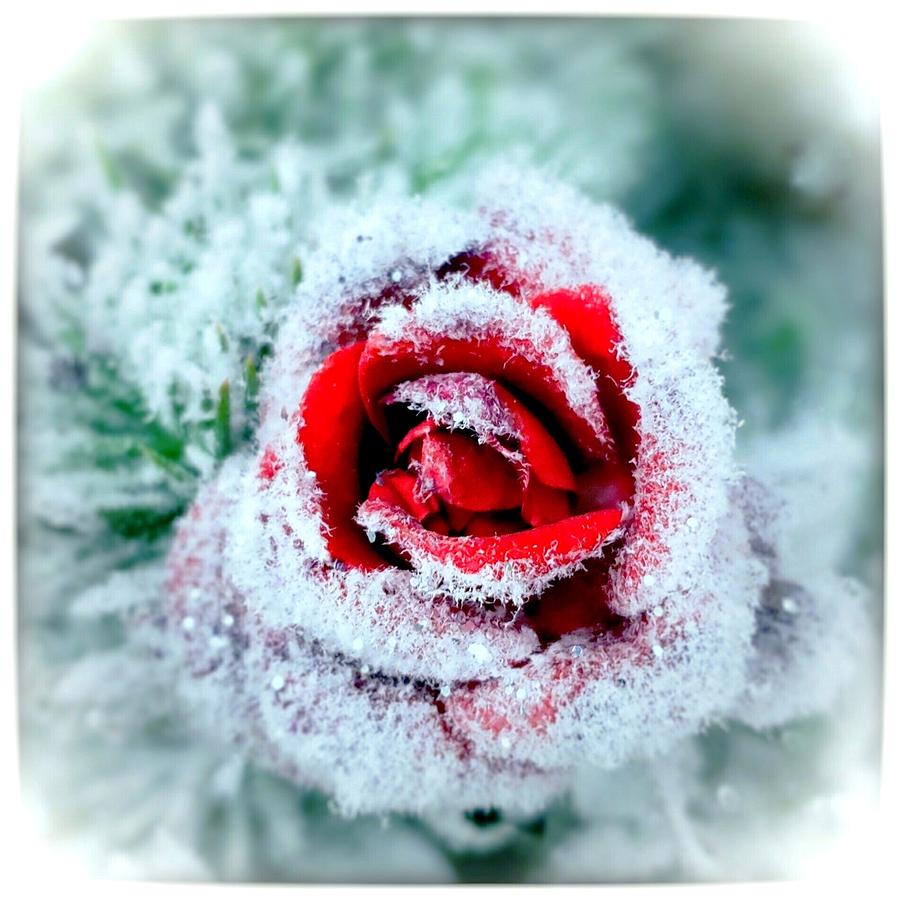 Frosted Rose Photograph by Sarah Bard - Fine Art America