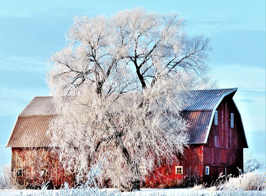 Frosted Tree and Barn  Photograph by Lori Frisch