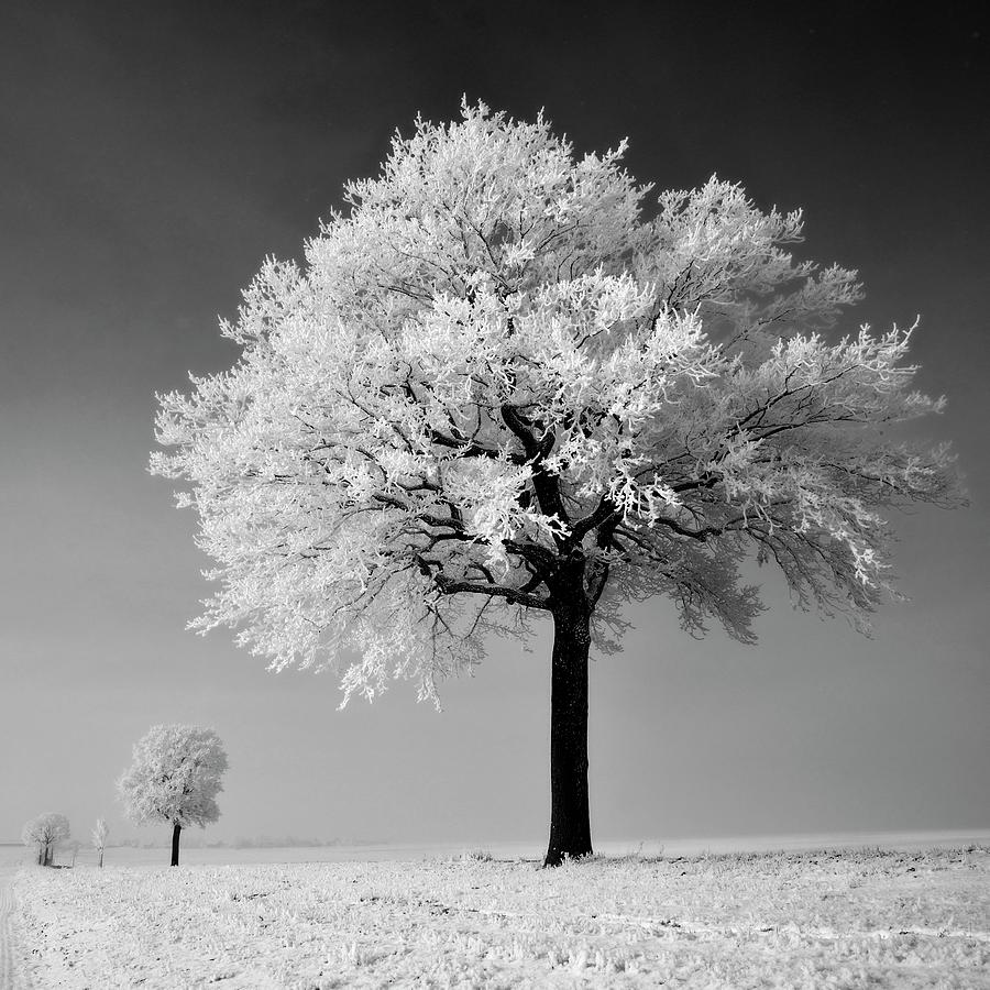 Frosted Tree Photograph by Pierre Hanquin Photographie